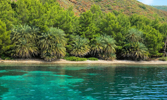 hurmalibuk_datca_mugla-555x333